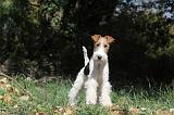 FOX TERRIER 107